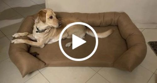 Customer video review of Soft Foam Pet Couch - Rabbinic