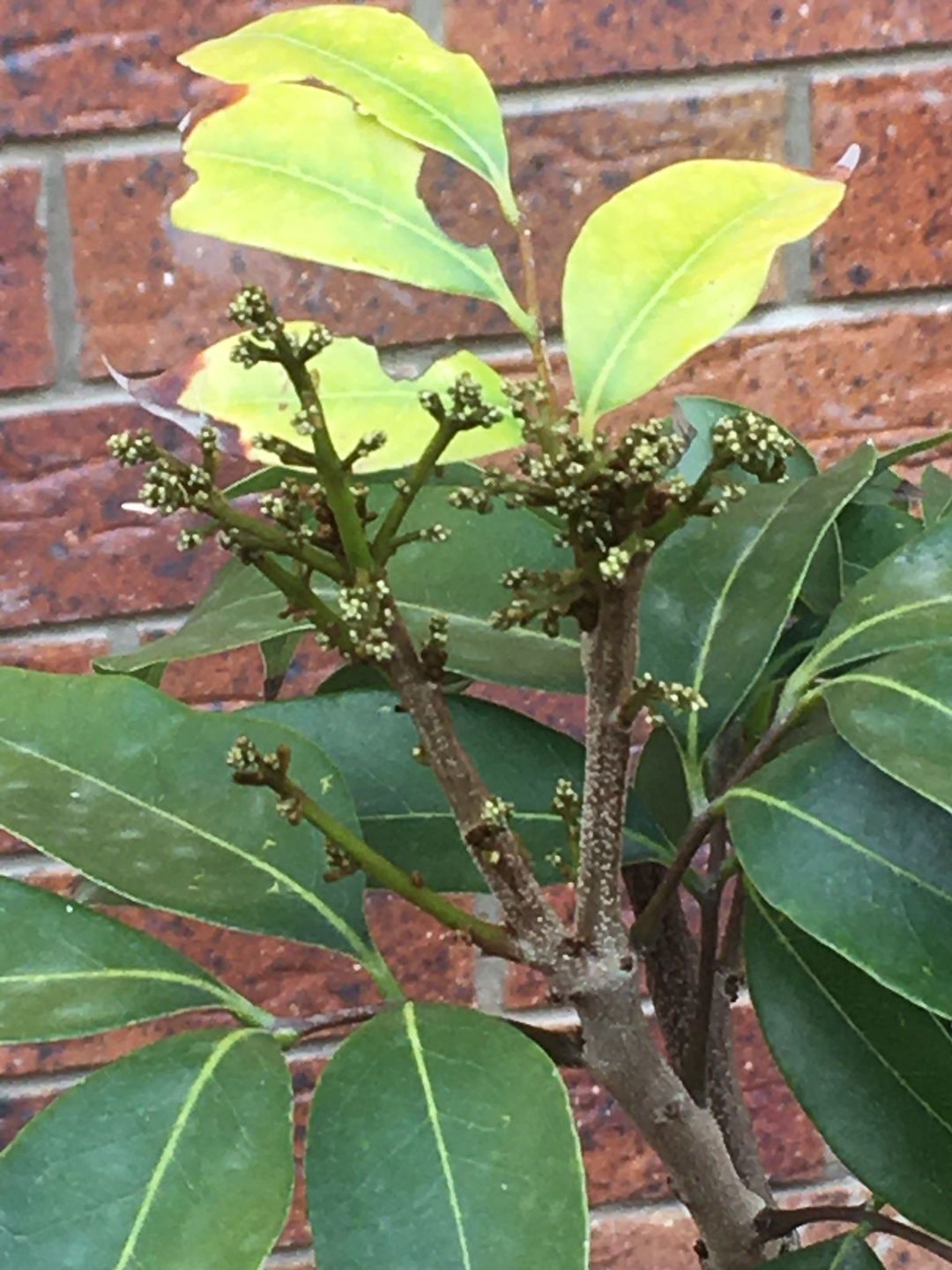 Customer photo review of Semi Dwarf Lychee - Kwai Mai Pink