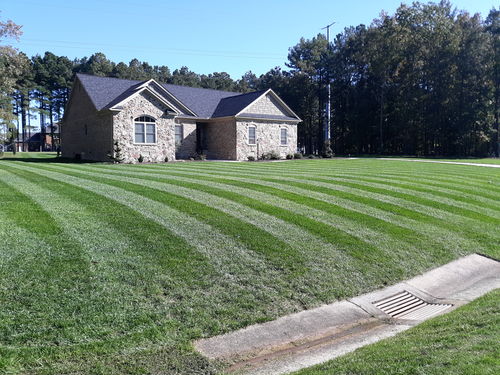Customer photo review of GCI Turf Cool Blue Grass Seed