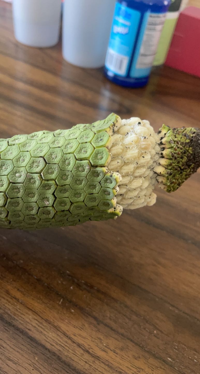 Customer photo review of Monstera Deliciosa