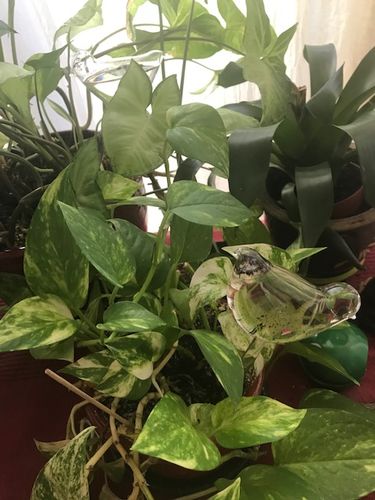 Customer photo review of Mon petit oiseau - Le Jardin de Mamie®