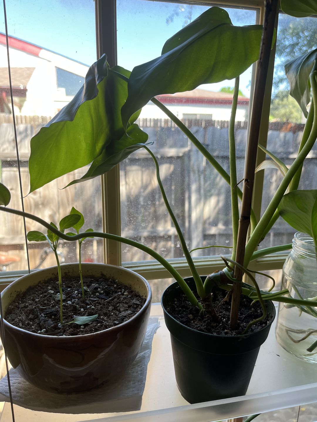 Customer photo review of 4" Philodendron giganteum