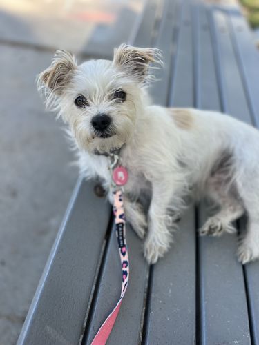 Customer photo review of Pink