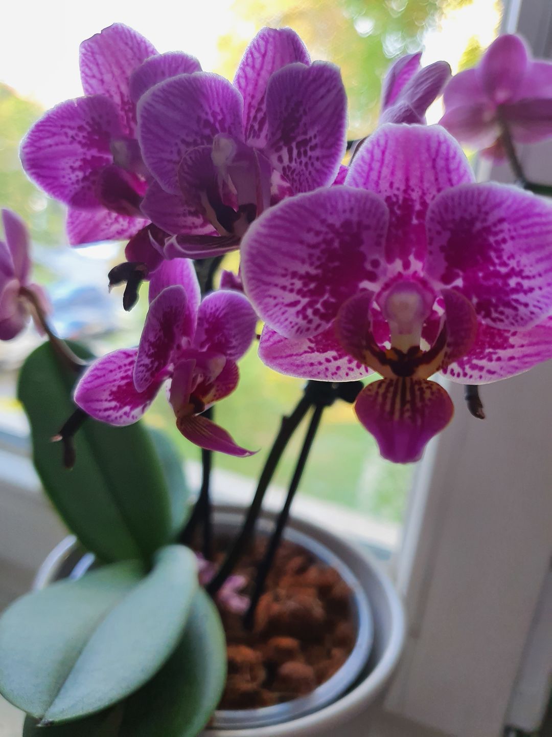 Customer photo review of Table Dance Aliyah Spots mit lila-rosa gefleckten Blüten mit 2+ Stielen