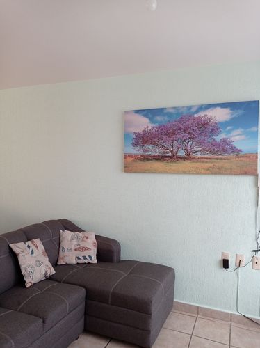 Customer photo review of Jacaranda Tree