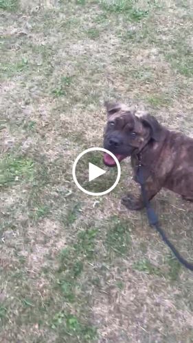 Customer video review of Ragnar Training Leash
