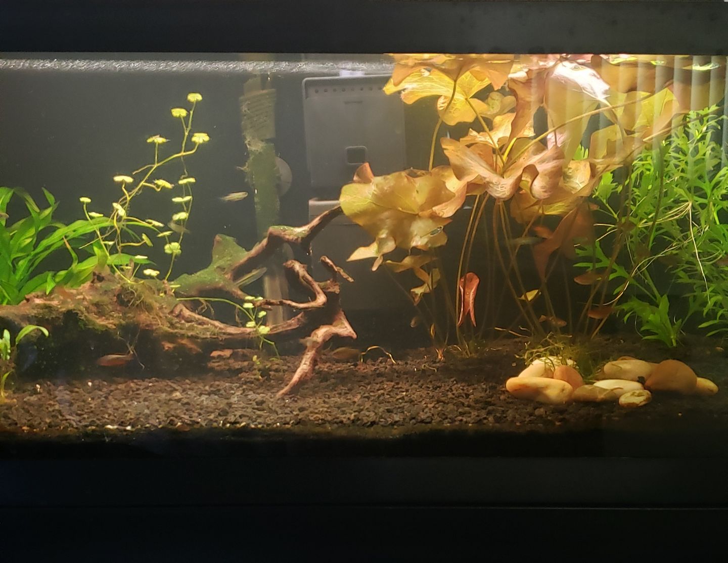 Customer photo review of Shark PRO