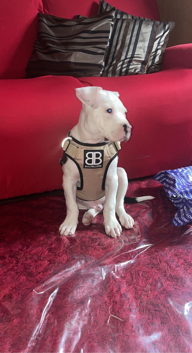 Customer photo review of 1.4m Swivel Combat Lead | Neoprene Lined, Secure Rated Clip with Soft Handle - Military Tan