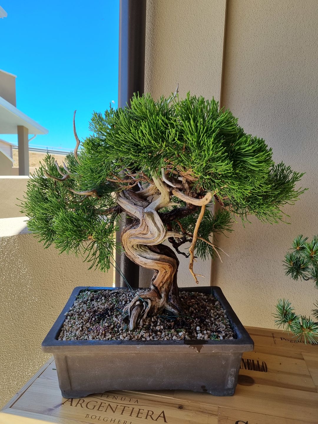 Customer photo review of NANOTEK CB® (DNA BONSAI 2.0)