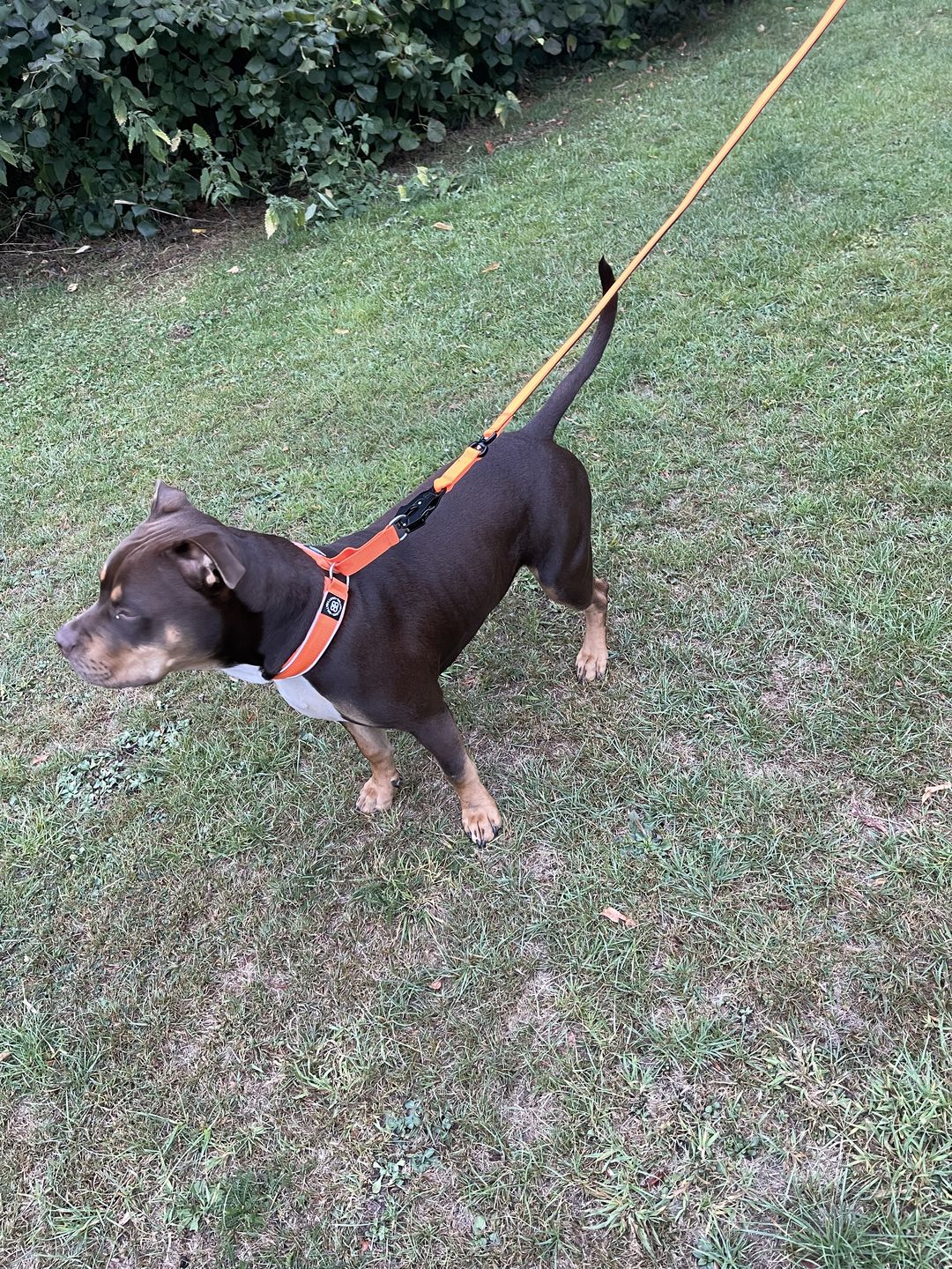 Customer photo review of 1.4m Swivel Combat Lead | Neoprene Lined, Secure Rated Clip with Soft Handle - Orange