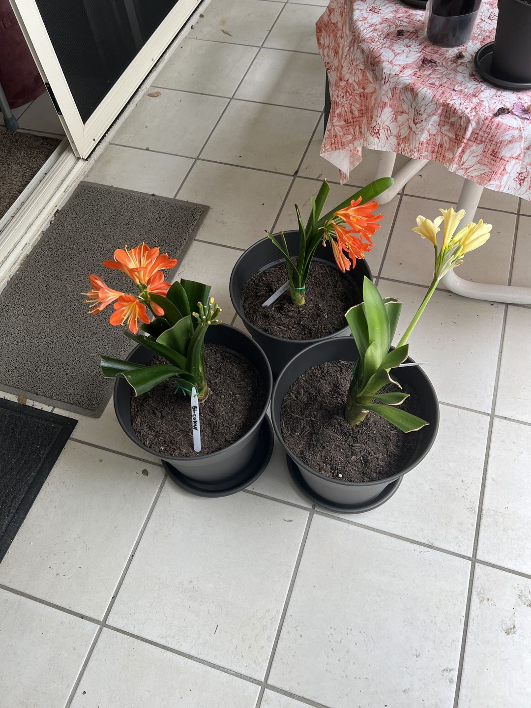 Customer photo review of Clivias