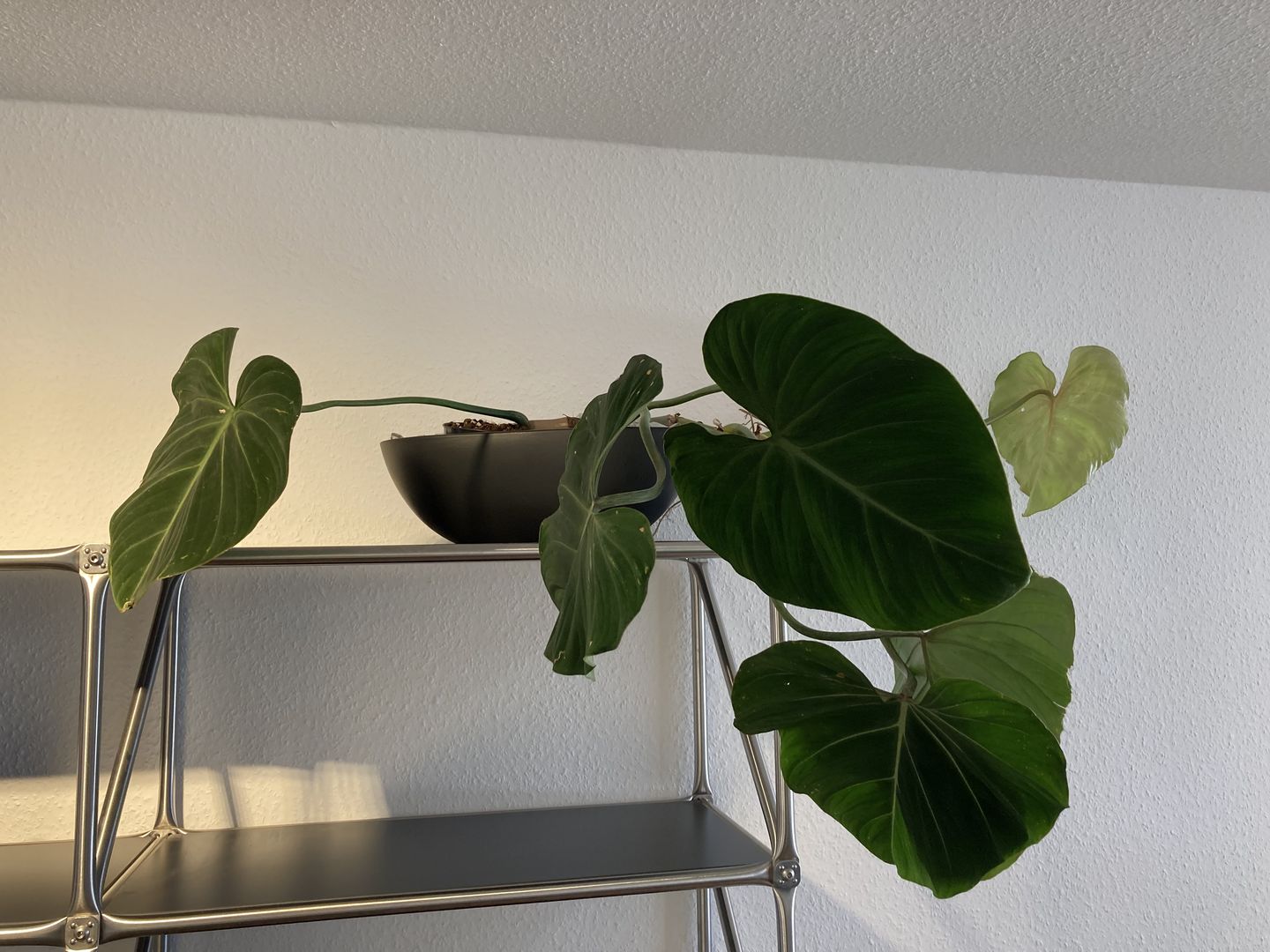 Customer photo review of PHILODENDRON GLORIOSUM