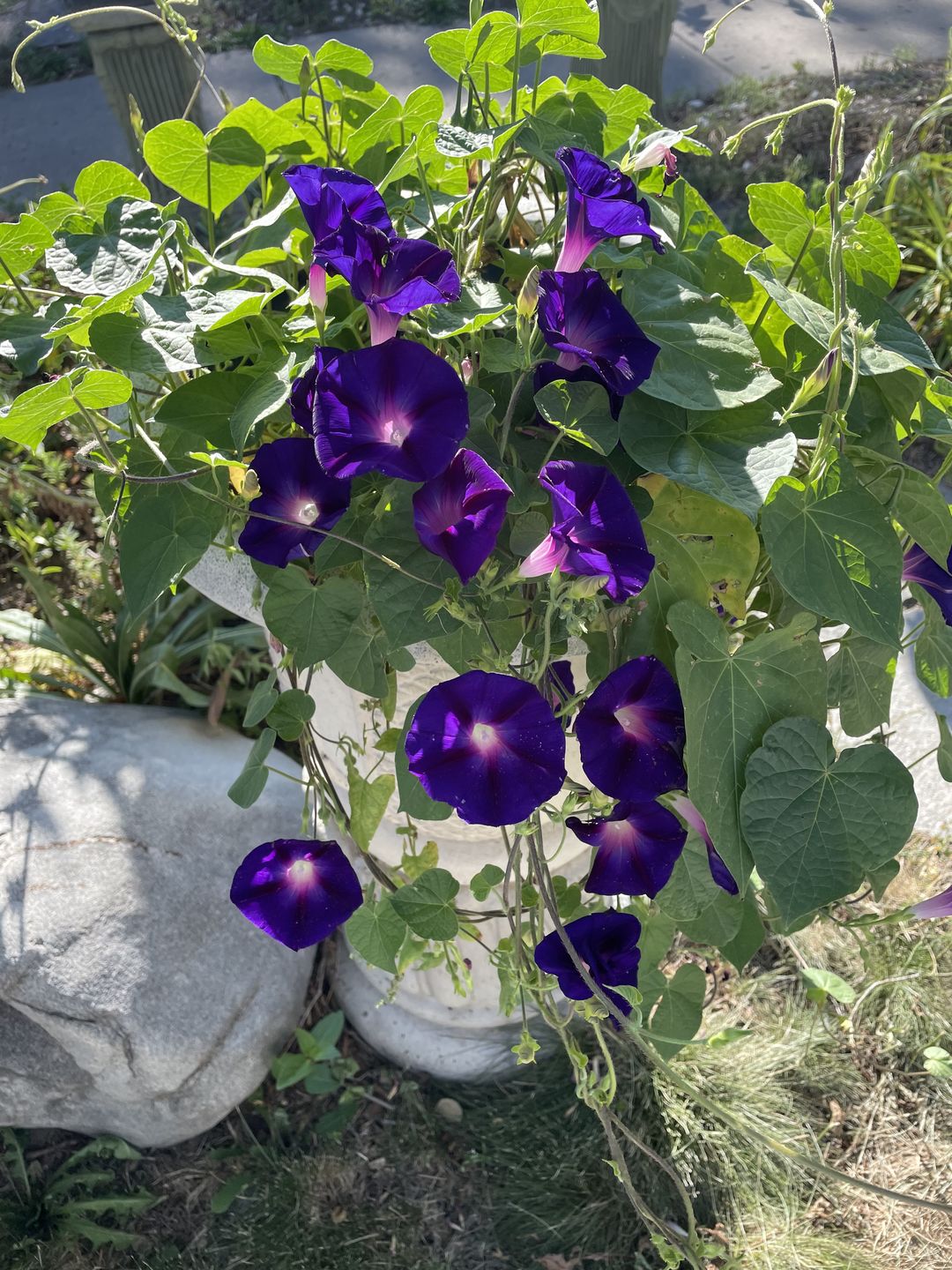 Customer photo review of Giving Seed Program