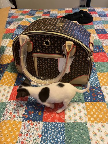 Customer photo review of Designer Haustiertasche - LETiiUA - by Paolo Contini