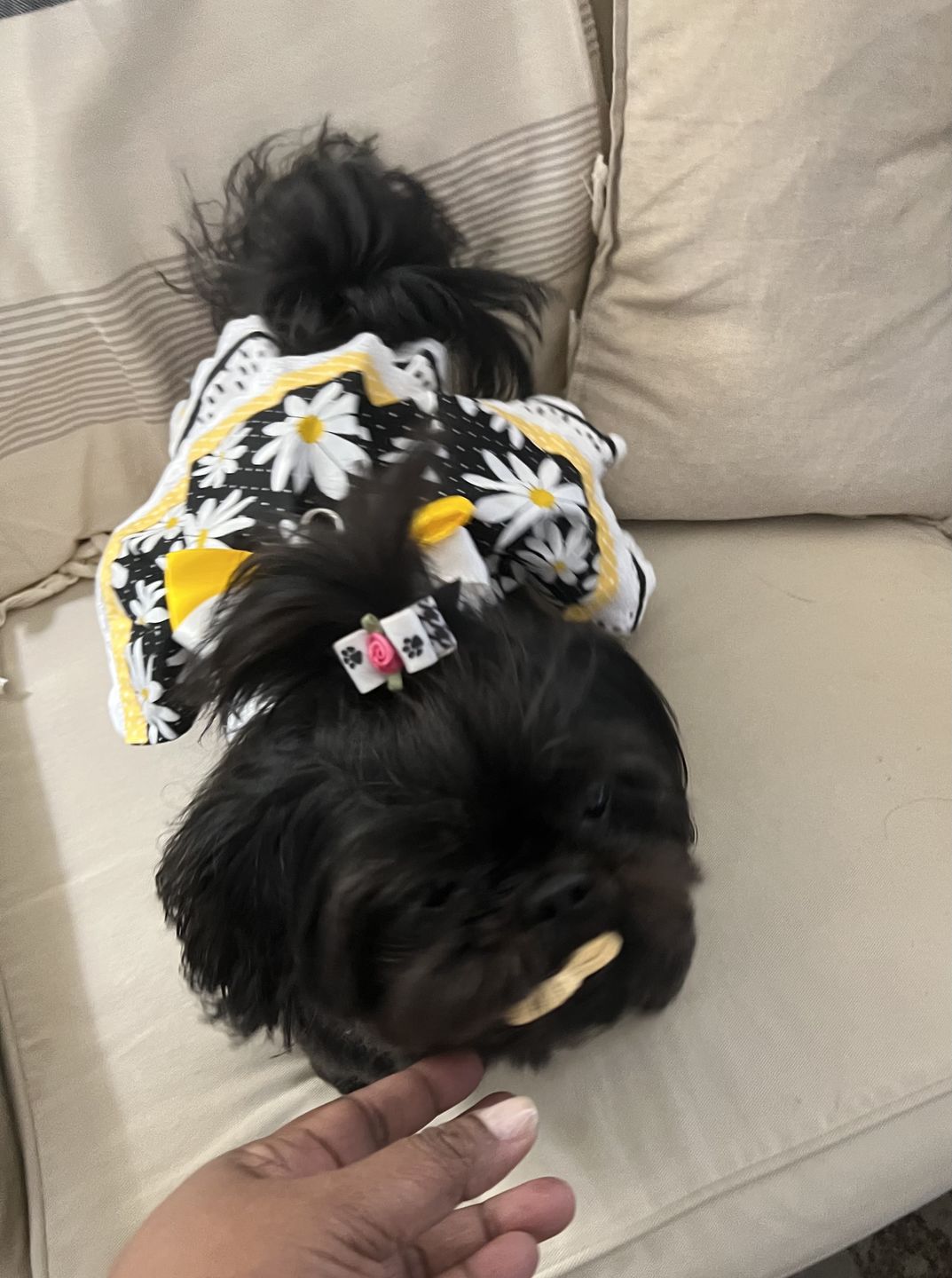 Customer photo review of Coconut Bones