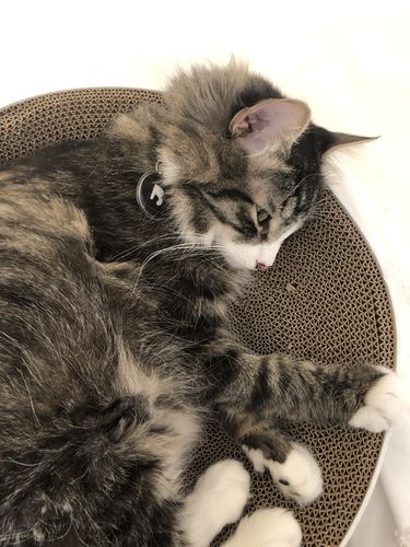 Customer photo review of Black Cat