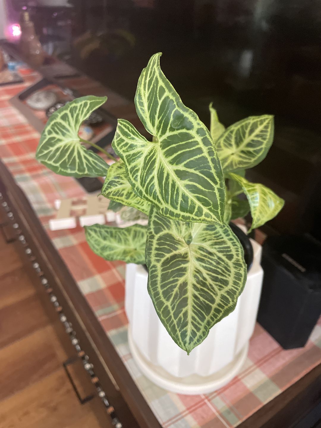 Customer photo review of 3" Syngonium podophyllum 'Batik'