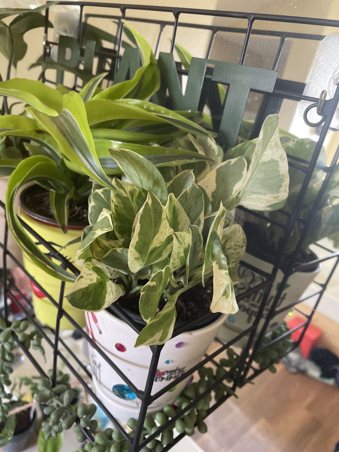 Customer photo review of 4" Pothos Epipremnum aureum 'Pearls and Jade'