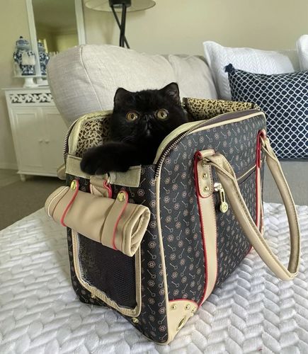 Customer photo review of Designer Haustiertasche - LETiiUA - by Paolo Contini