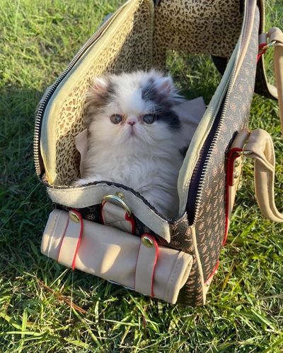 Customer photo review of Designer Haustiertasche - LETiiUA - by Paolo Contini