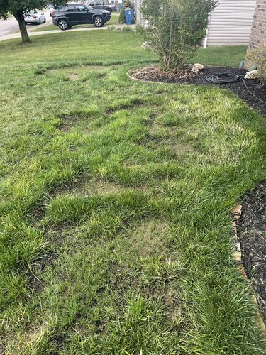 Customer photo review of GCI Turf Cool Blue Grass Seed