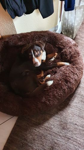 Customer photo review of Puppery Hundebett Wolke 7 - Das Original