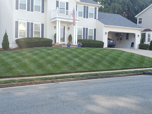 Customer photo review of GCI Turf Cool Blue Grass Seed