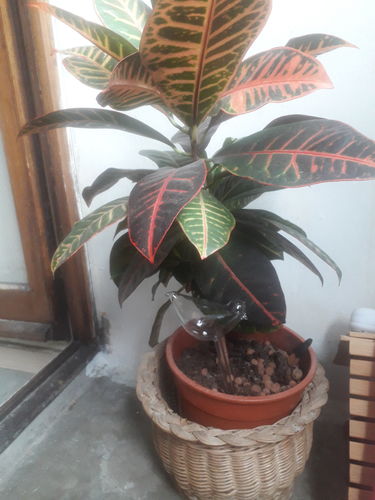 Customer photo review of Mon petit oiseau - Le Jardin de Mamie®