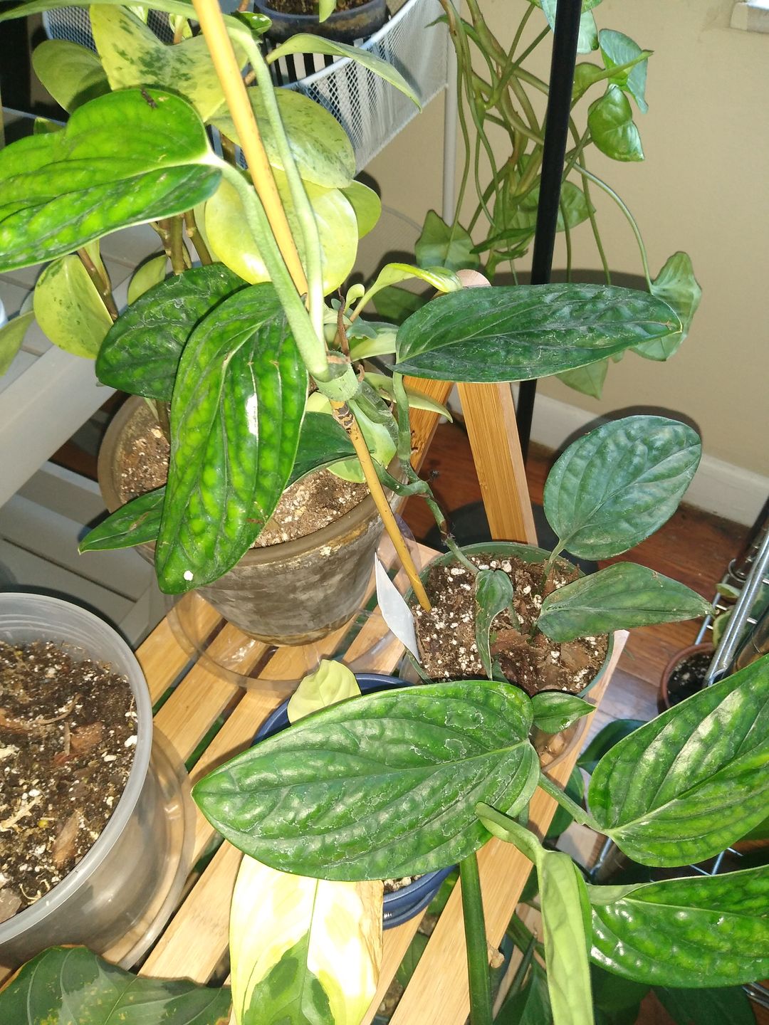Customer photo review of 3" Monstera sp. 'Peru'