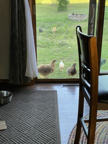 Customer photo review of GrubTerra Dried Larvae