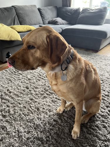 Customer photo review of LITE-40 Collar - Khaki (AirTag Collar)