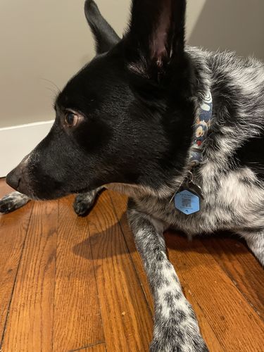 Customer photo review of Blue Silicone