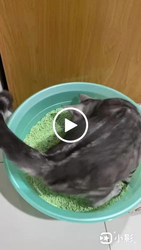 Customer video review of [4包以上免運] PANI 豆腐砂 原味 薰衣草 綠茶 7L