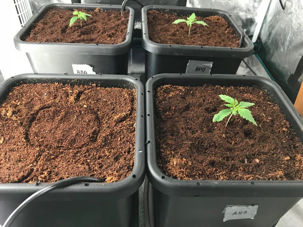 Customer photo review of AutoPot 4 Pot (15L) System Kit with 47L Tank Included