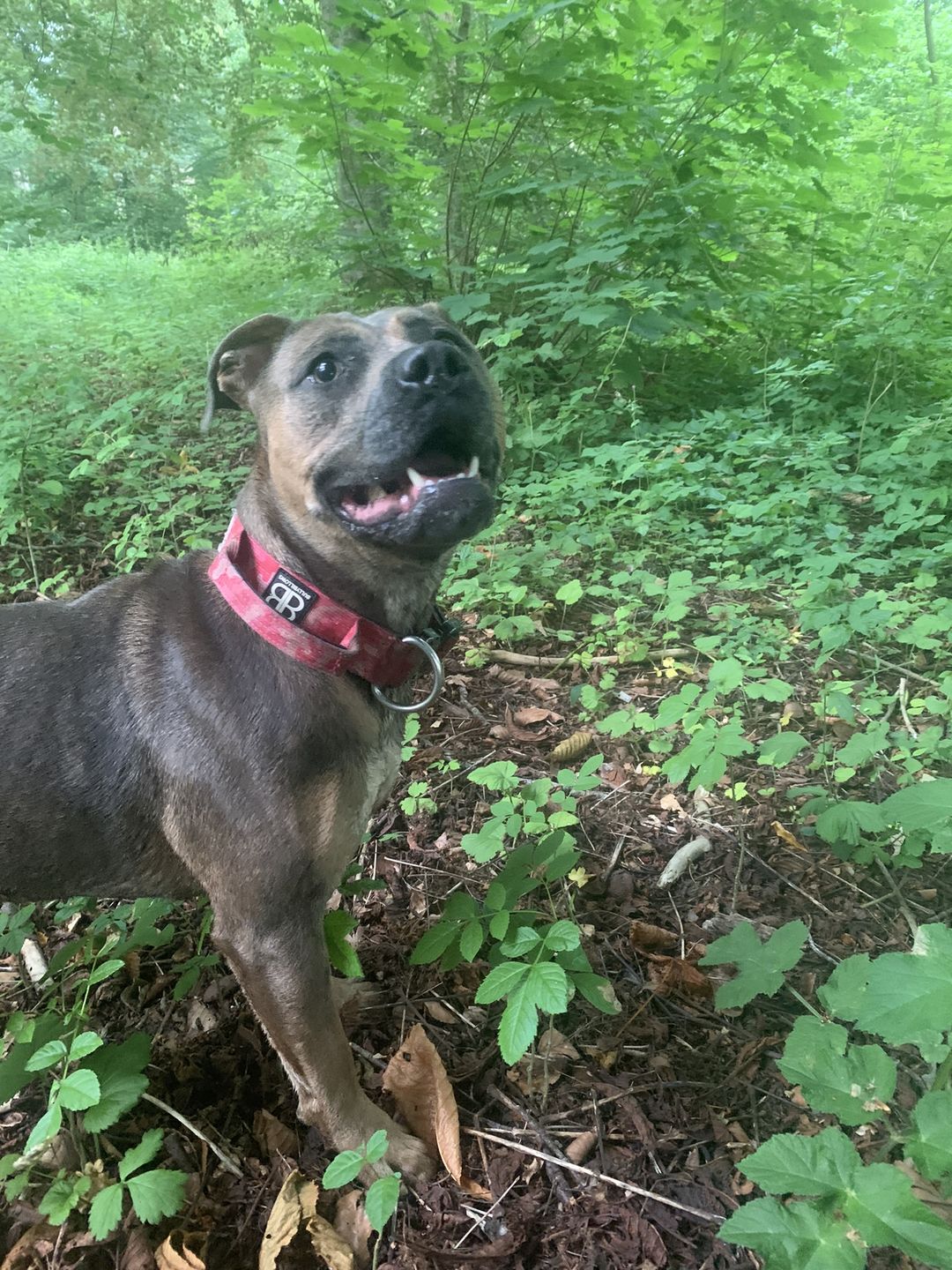 Customer photo review of 4cm Combat® Collar | With Handle & Rated Clip - Bubblegum v2.0
