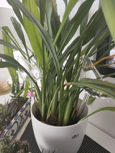 Customer photo review of Mon petit oiseau - Le Jardin de Mamie®