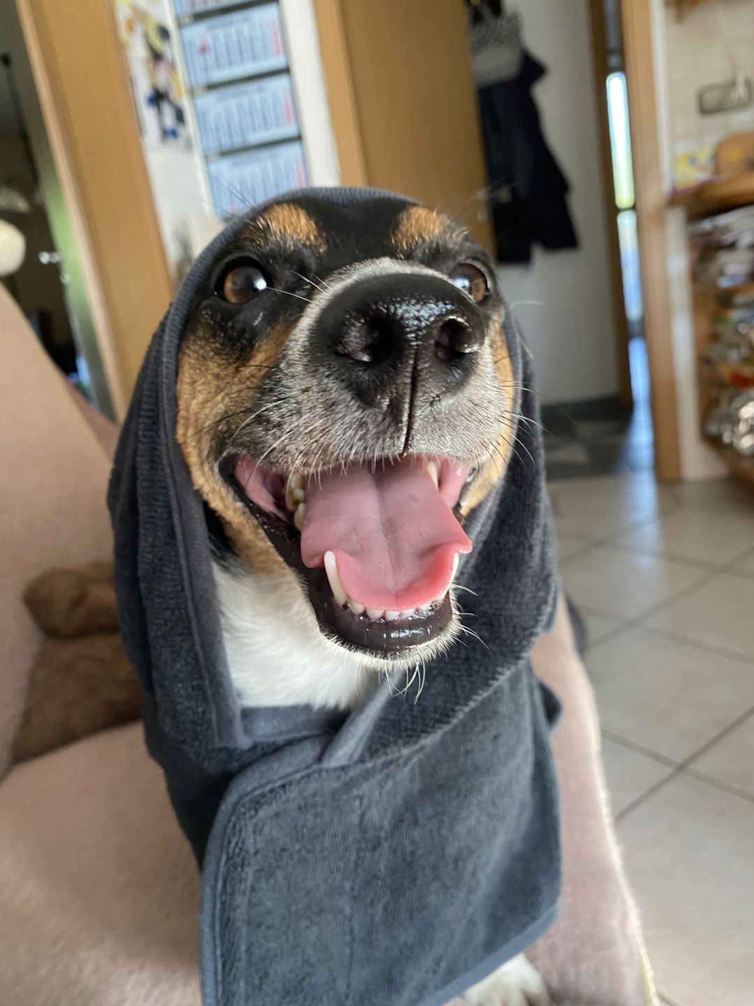 Customer photo review of Premium Hunde Bademantel