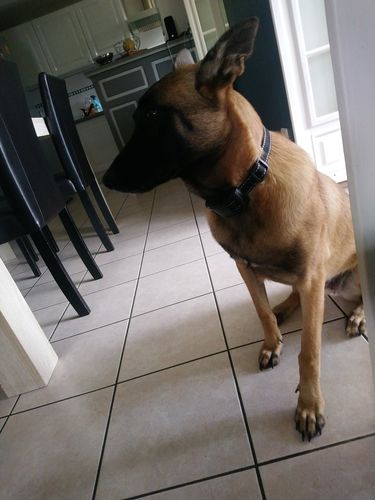 Customer photo review of Collier Anti Aboiement PuppySafe