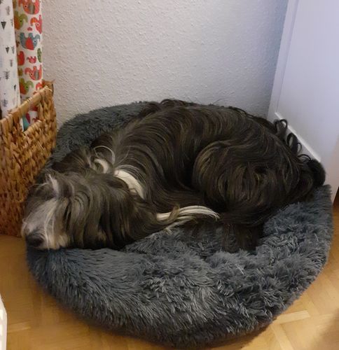 Customer photo review of Puppery Hundebett Wolke 7 - Das Original