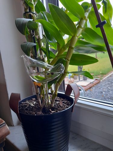 Customer photo review of Mon petit oiseau - Le Jardin de Mamie®