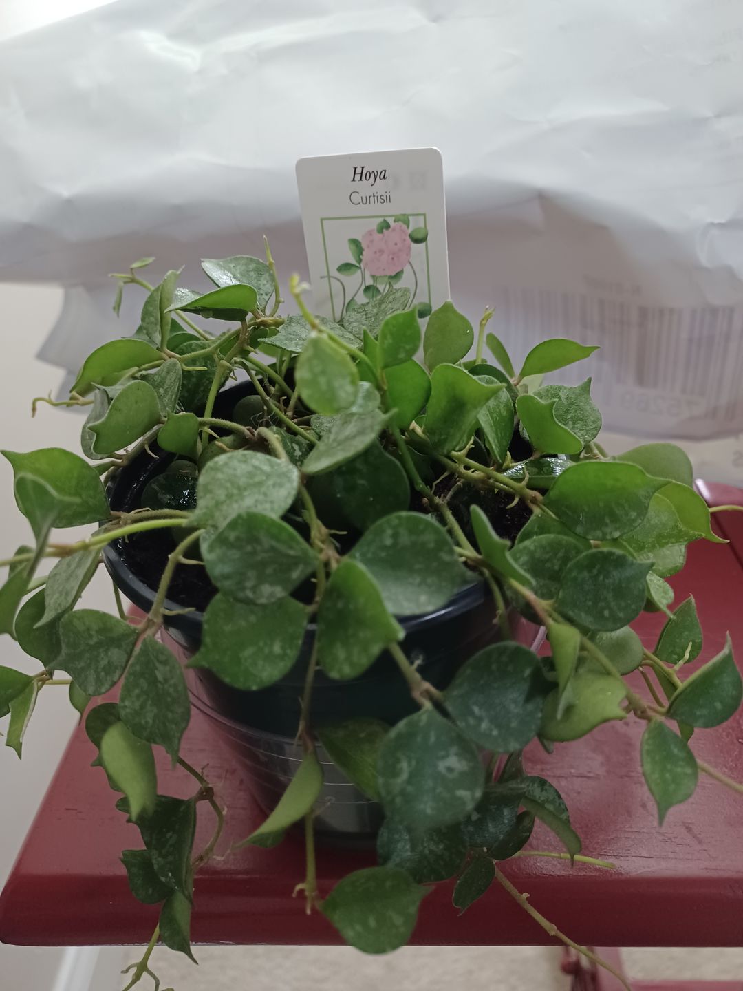 Customer photo review of 4" Hoya curtisii