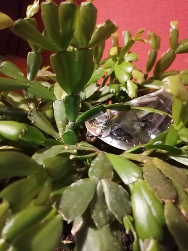 Customer photo review of Mon petit oiseau - Le Jardin de Mamie®
