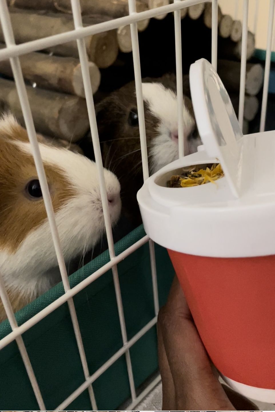 Customer photo review of GuineaDad Nourish Series - Herbal Supplement Healthy Treats for Guinea Pigs