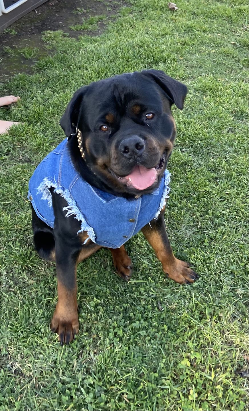 Customer photo review of Denim Dog Vest Raw Blue - Unpatched