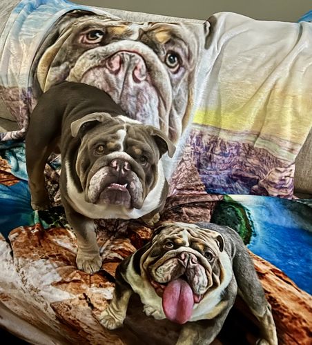 Customer photo review of 'Majestic Canyon' Personalized Pet Blanket