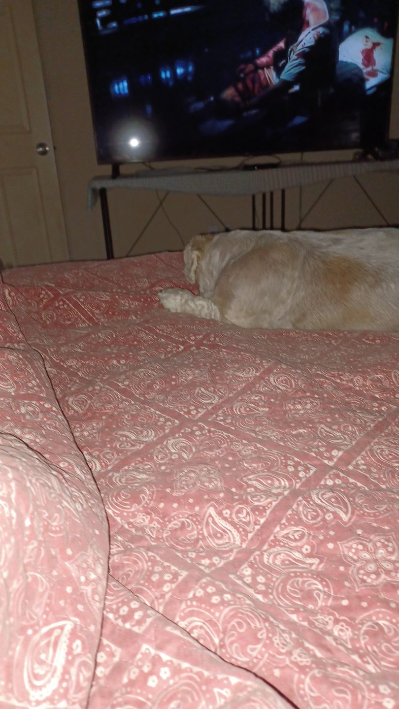 Customer photo review of Advanced Hip and Joint Supplement for Dogs With Glucosamine, Chondroitin, MSM, & Organic Turmeric - 120 ct