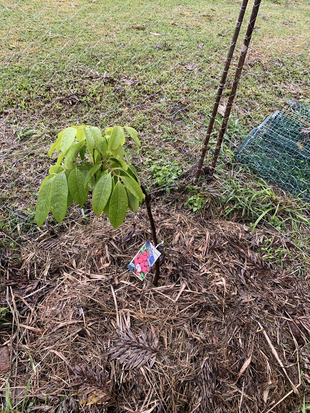 Customer photo review of Semi Dwarf Lychee - Salathiel