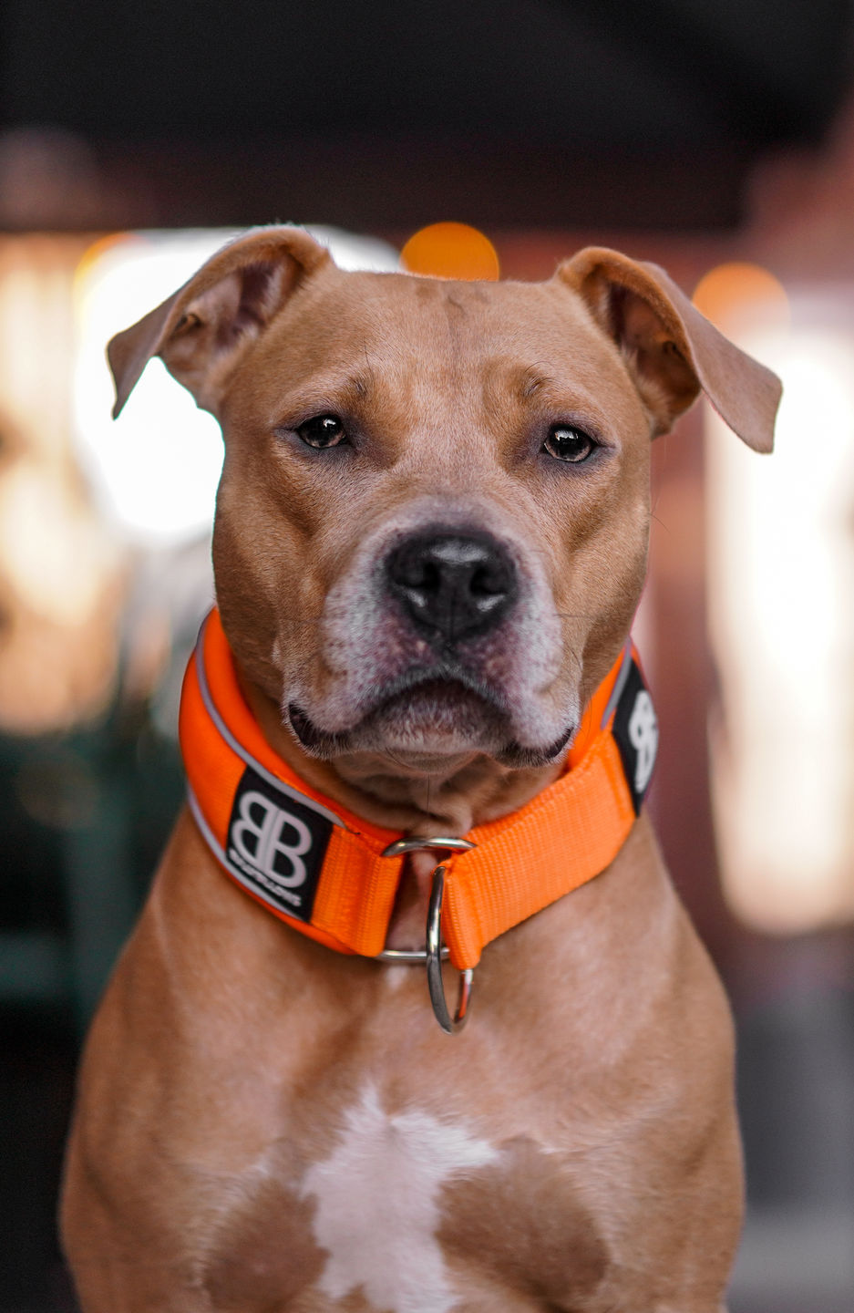 Customer photo review of 5cm RR Collar | Soft Padded & Reflective | Series 2 - Orange