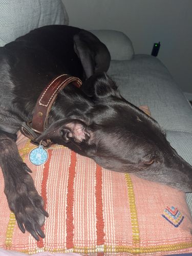 Customer photo review of Paw & Bones