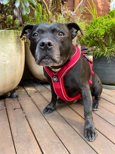 Customer photo review of RR - Slip on Padded Comfort Harness | Non Restrictive & Reflective - Khaki